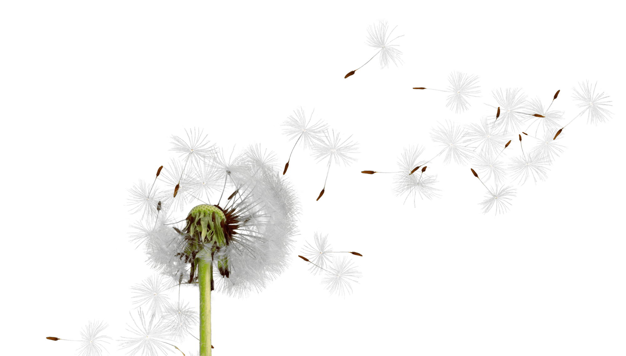 accelerating-the-path-to-achieving-nhs-sustainability-goals-sos-for